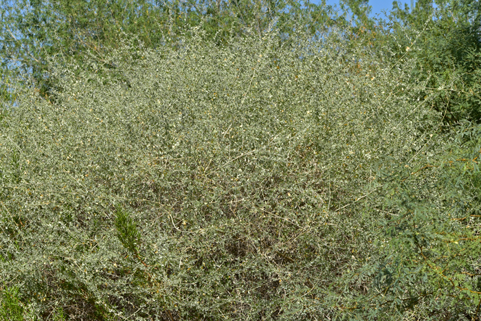 Four-wing Salt Bush is a large shrub that grows upward of 6 feet tall and as wide. The plants are not thorny or otherwise armed as many desert species are. The plants bloom from April through October. Atriplex canescens 